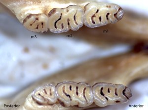 Zapus princeps, lower jaw