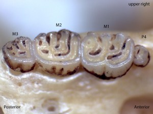Zapus princeps, upper right palate