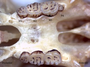 Zapus princeps, upper palate